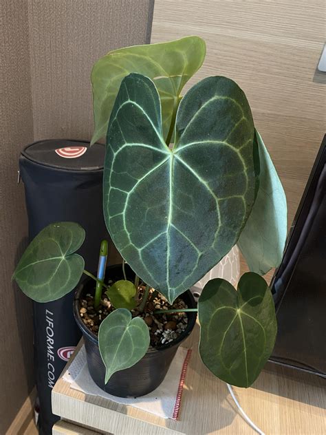 My Anthurium Clarinervium Has A Lot Of Tiny Leaves Is That Normal R