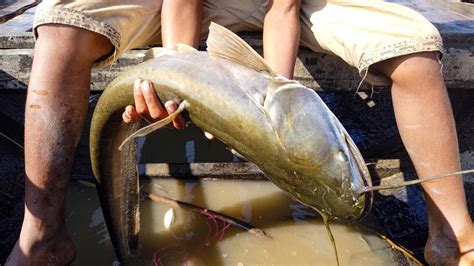 Boal Fish Catching By Net In Village River YouTube