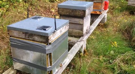 Reading Beehives Smart Sensor Technology Monitors Bee Health And