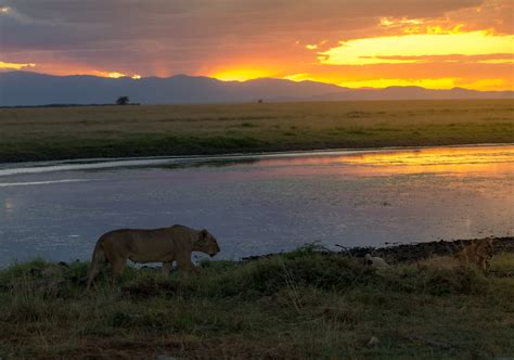 African Sunset Amboseli National Park A Photo On Flickriver