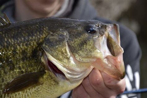 La pêche du black bass au leurre différents conseils pour réussir