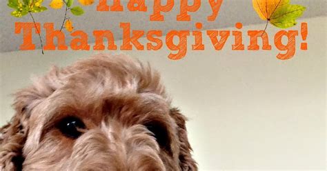 Spencer The Goldendoodle This N That Happy Thanksgiving