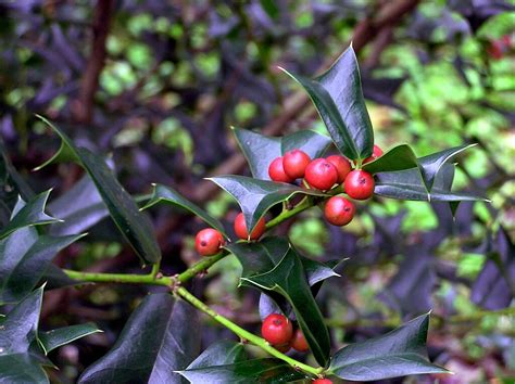 Ilex Cornuta Lindl And Paxton 1850 Aquifoliaceae Sinónimo Flickr