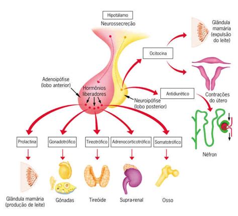 Biologia no ensino médio Sistema Endócrino Hormônios