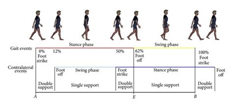 The gait cycle. A schematic representation of gait cycle with stance ...