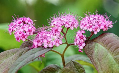 Massive Pink And White Flowers On A Background Of Green Leaves Stock