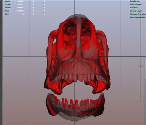 Europasaurus skull reshaping | Paleo Pixels