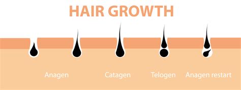 Haar Wachstum Zyklus Haut Follikel Anatomie Anagen Phase Haar