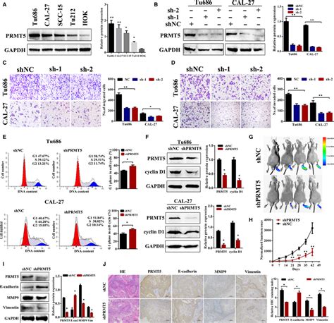 Knockdown Of Prmt By Shrnas Suppresses Laryngeal Cancer Metastasis A