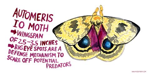 My Zoetrope: 014: Automeris Io Moth