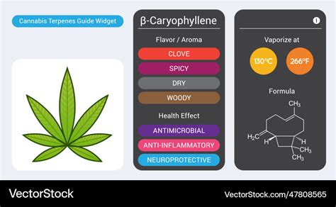 Cannabis Terpene Guide Information Chart Aroma Vector Image