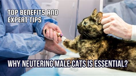 Why Neutering Male Cats Is Essential Top Benefits And Expert Tips Youtube