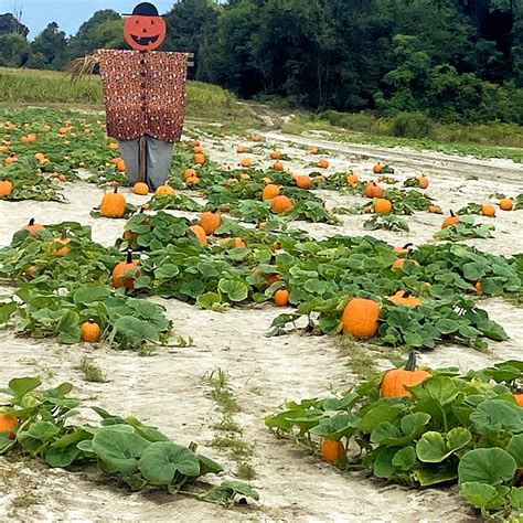 The 8 Best SC and NC Pumpkin Patches - Carolina Traveler