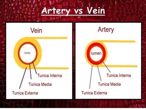 Differences between Artery and Vein