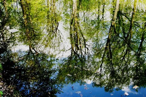 Trees Reflecting In Pond Free Stock Photo Public Domain Pictures