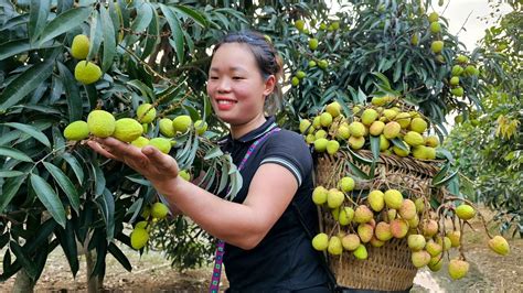 Harvest Lychee Garden Bring To The Market Build New Life Farm