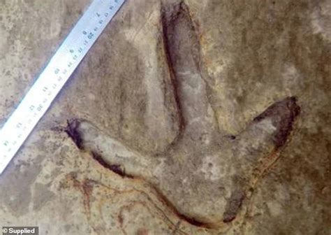 Swimmer Finds Million Year Old Fossilised Footprints Of Extinct Giant Flightless Bird Moa