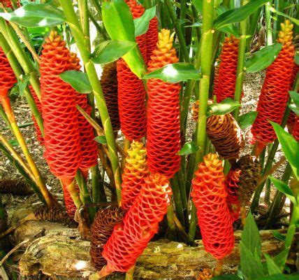 Plantas Resistentes Al Sol Con Nombres Y Fotograf As Plantas