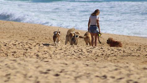 Las Mejores Playas Para Perros En Espa A