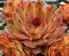 Sempervivum Marmalade Kallima Alpines All