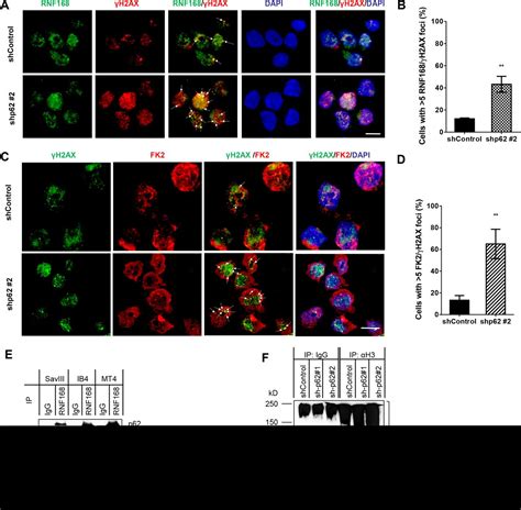 P Mediated Selective Autophagy Endows Virus Transformed Cells With