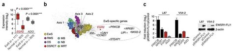 Chimeric Ewsr1 Fli1 Regulates The Ewing Sarcoma Susceptibility Gene