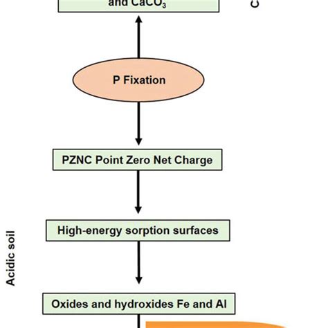 4 Phosphorus Use Efficiency PUE And Related Cellular Physiological