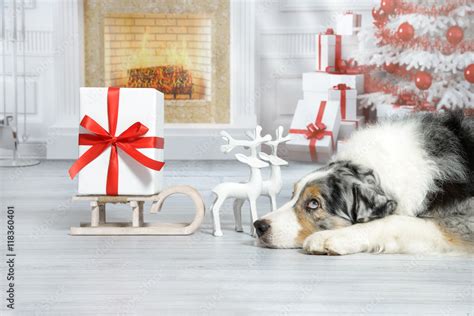 Ein Hund Liegt In Einem Wohnzimmer Mit Weihnachtsbaum Geschenken Und