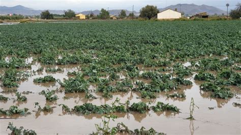 La Dana Ha Siniestrado Unas 21 000 Hectáreas De Cultivos Agrícolas