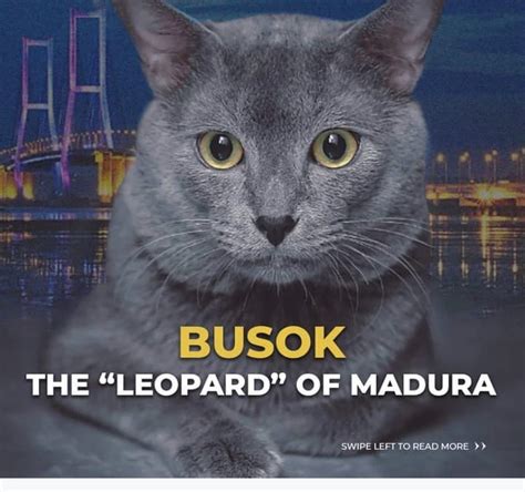 Busok Kucing Endemik Madura Diakui Dunia Sebagai Kucing Asli Indonesia