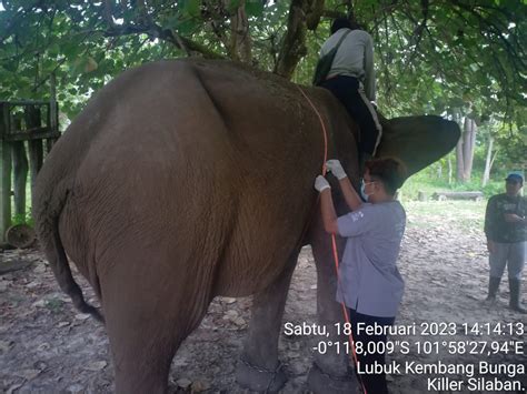 Pemeriksaan Rutin Gajah Binaan Flying Squad Balai TN Tesso Nilo