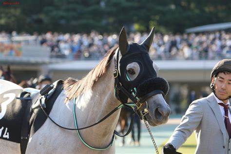 ぺんぎんさん🐧 On Twitter 20221030東京10r ペルセウスステークス 3リフレイム American Pharoahのお