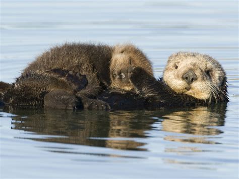 Sea Otter Mother And Pup In Monterey Bay Sea Otter Baby Sea Otters