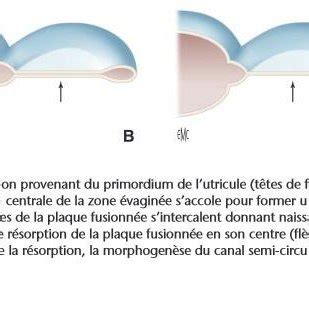 Mode De Formation Des Canaux Semi Circulaires D Apr S Catala