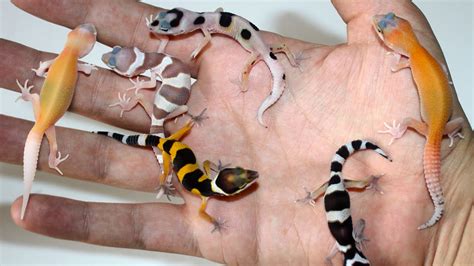 Baby Leopard Gecko Collection 57 Babies Youtube