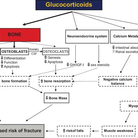 Diagram Showing The Direct And Indirect Effects Of Glucocorticoids On Download Scientific