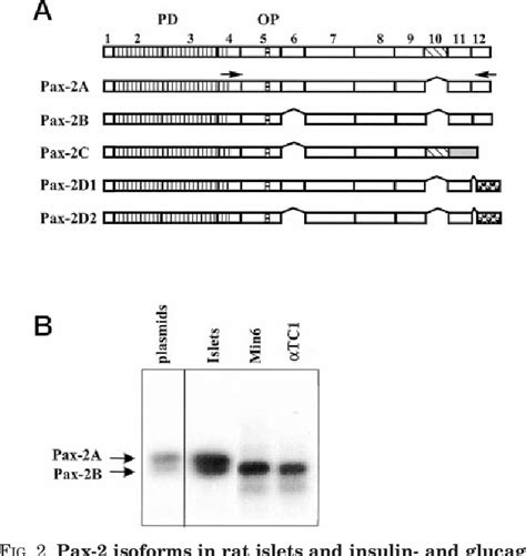 Figure 1 From The Paired Homeodomain Transcription Factor Pax 2 Is