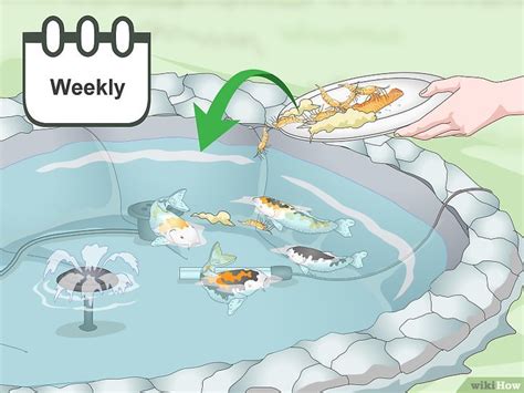 Formas De Criar Peces Koi Wikihow