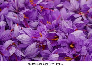 Harvest Flowers Saffron After Collection Crocus Stock Photo 1311328976 ...