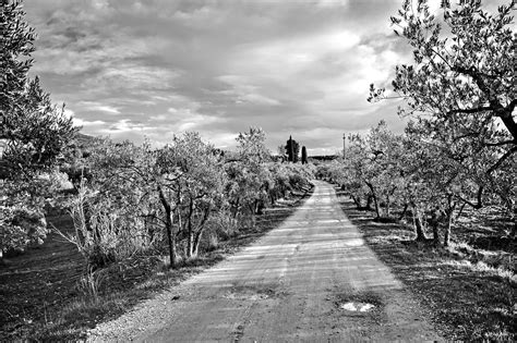 Dirt Road Country Olive Trees - Free photo on Pixabay - Pixabay