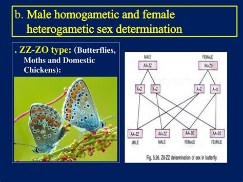 Types Of Sex Determination Lesson Science CBSE Class 10