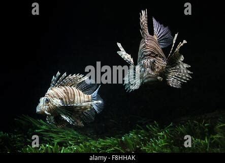 Pacific Red Lionfish Pterois Volitans Great Barrier Reef Unesco