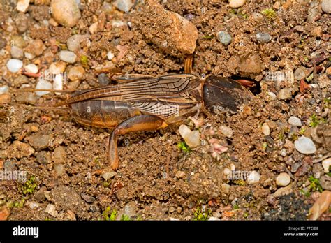 European Mole Cricket Gryllotalpa Gryllotalpa Stock Photo Alamy