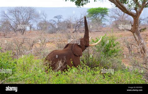 Image Of An African Elephant Stretching Its Trunk To Eat The Leaves Of