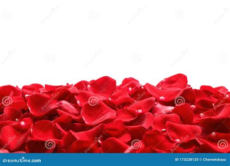 Pile Of Red Rose Petals On Background Stock Photo Image Of Flora