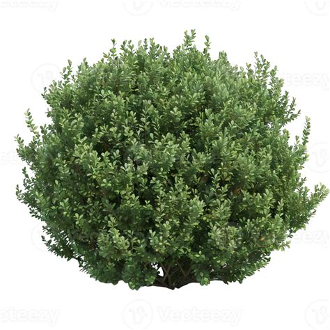 Green Shrub With Leaves 47312025 Png