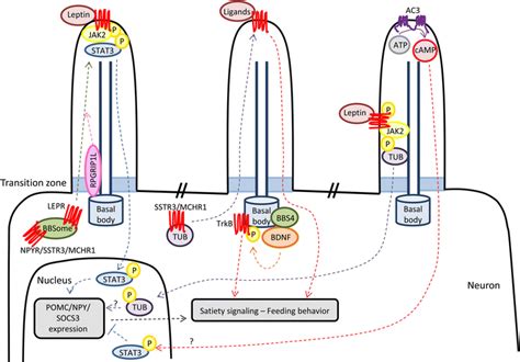 Signaling Pathways In Neuronal Primary Cilia Affected By Gwas Loci Download Scientific Diagram