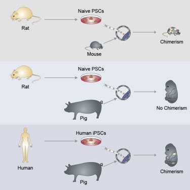 Interspecies Chimerism With Mammalian Pluripotent Stem Cells Cell