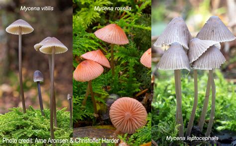 Genomic Innovation In The Arctic How Mycena Mushrooms Adapt And Thrive