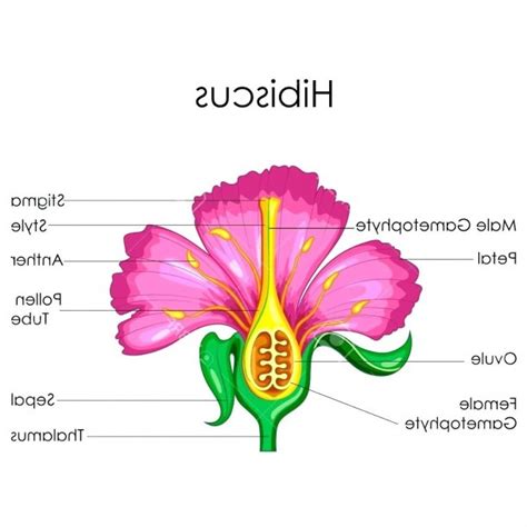 Hibiscus Flower Parts Diagram